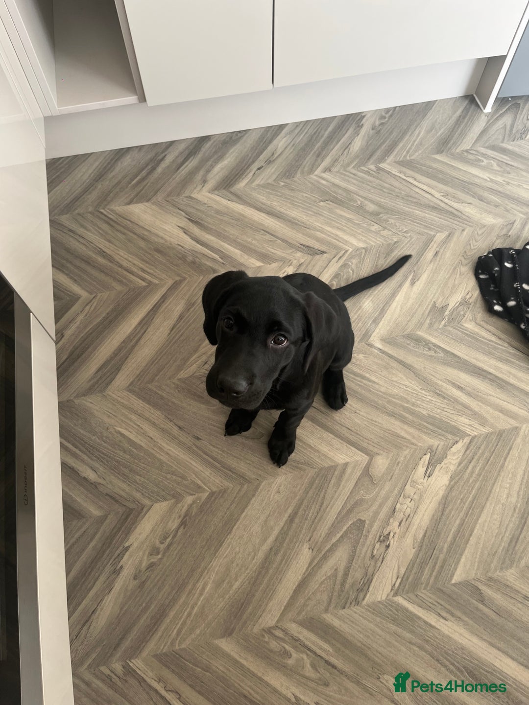 Labrador Retriever dogs for sale: Milo 6 month old back KC registered puppy - Advert 4