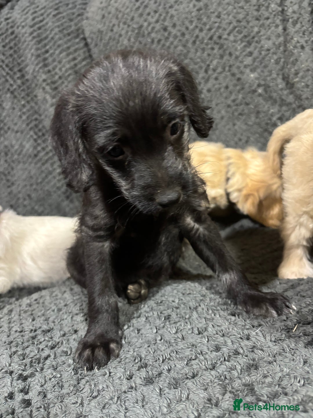Mixed Breed dogs for sale: Jackapoo x cockapoo puppies - Image 4