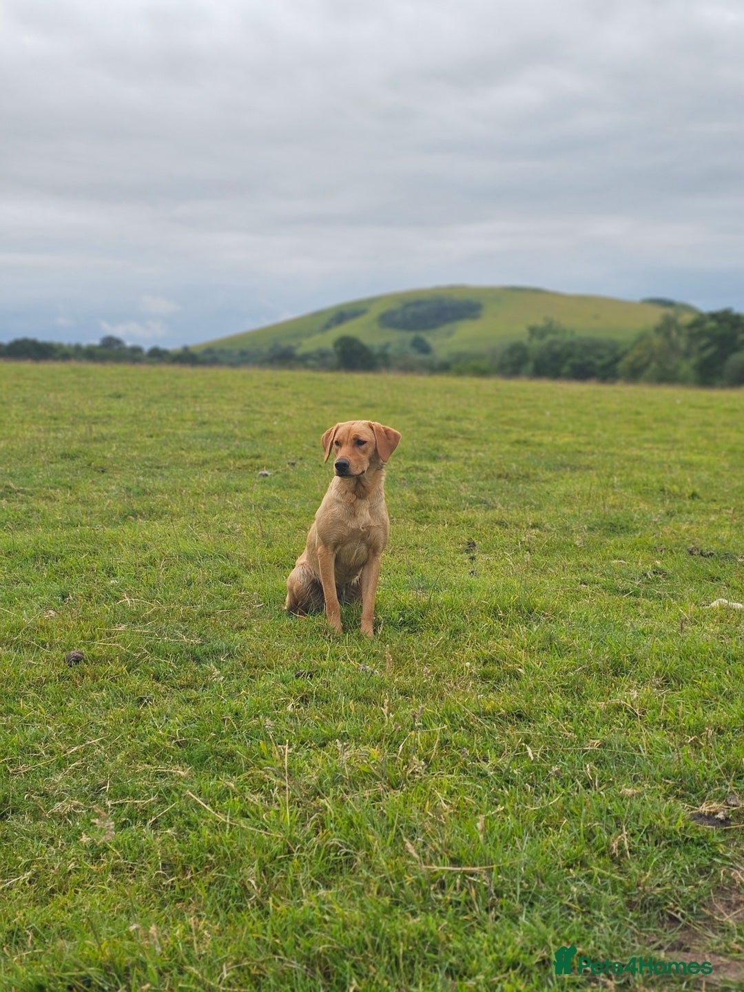 Labrador Retriever dogs for sale: Well bred KC labrador puppies - Advert 6