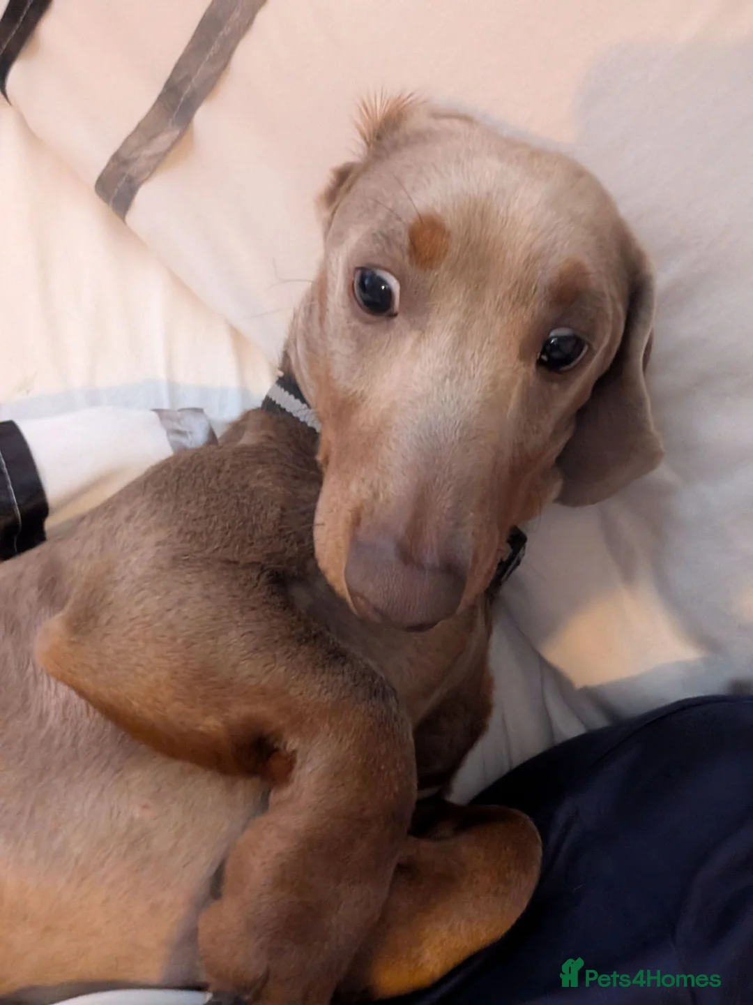 Dachshund dogs for stud: Stud  - Advert 2