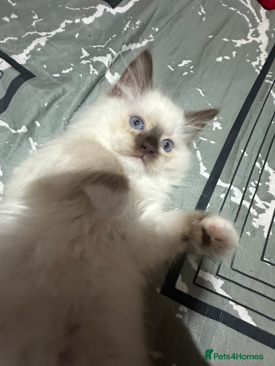 Ragdoll cats for sale: 1 beautiful blue eyed fluffy ragdoll left  - Image 12