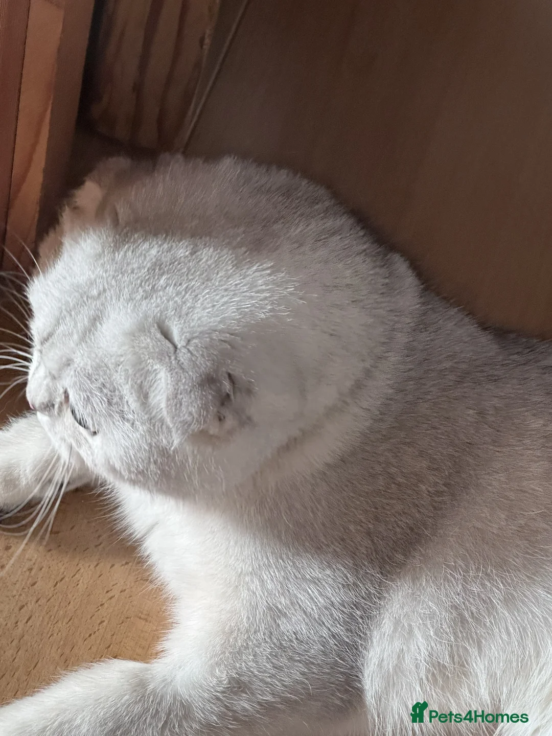 Scottish Fold cats for sale: Beautiful Scottish Fold Pedigree Girls - Advert 6