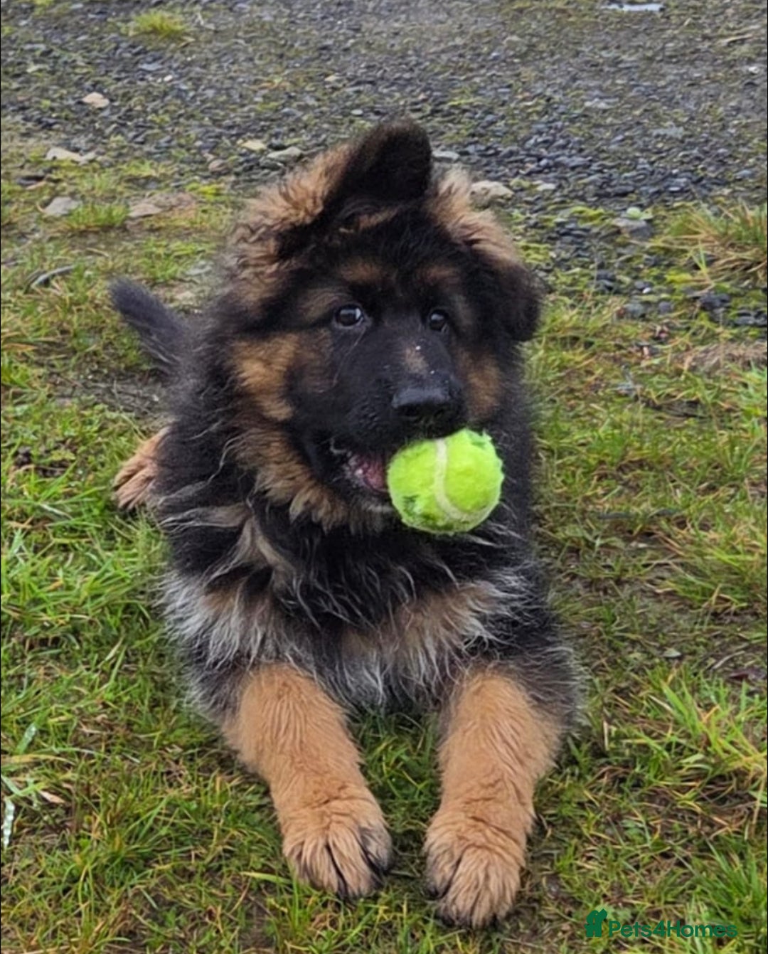 German Shepherd dogs for sale: Outstanding long haired Gsd pups  for sale  - Advert 4