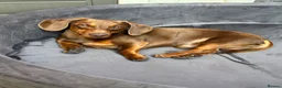 Dachshund dogs for sale: Dachshund puppies in Stourbridge - Advert 3
