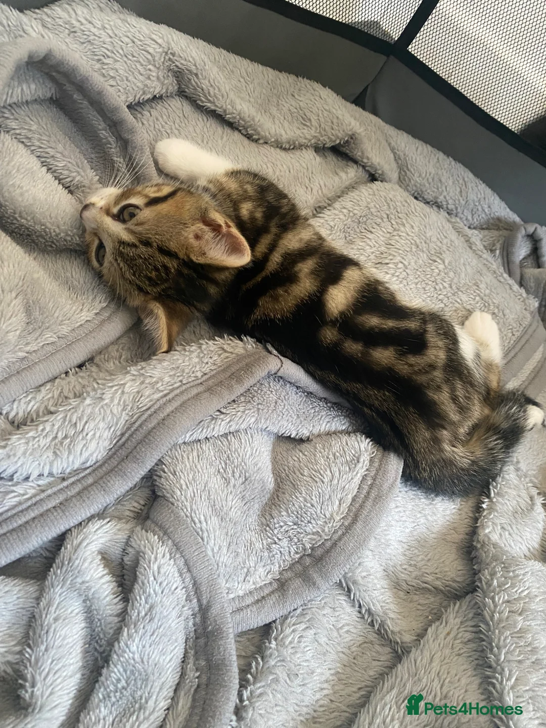Mixed Breed cats for sale: Kittens  - Advert 2