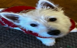 West Highland Terrier dogs for sale: Bertie - Image 1