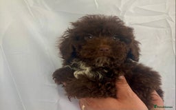 Cockapoo dogs for sale: Cockapoo - Image 9