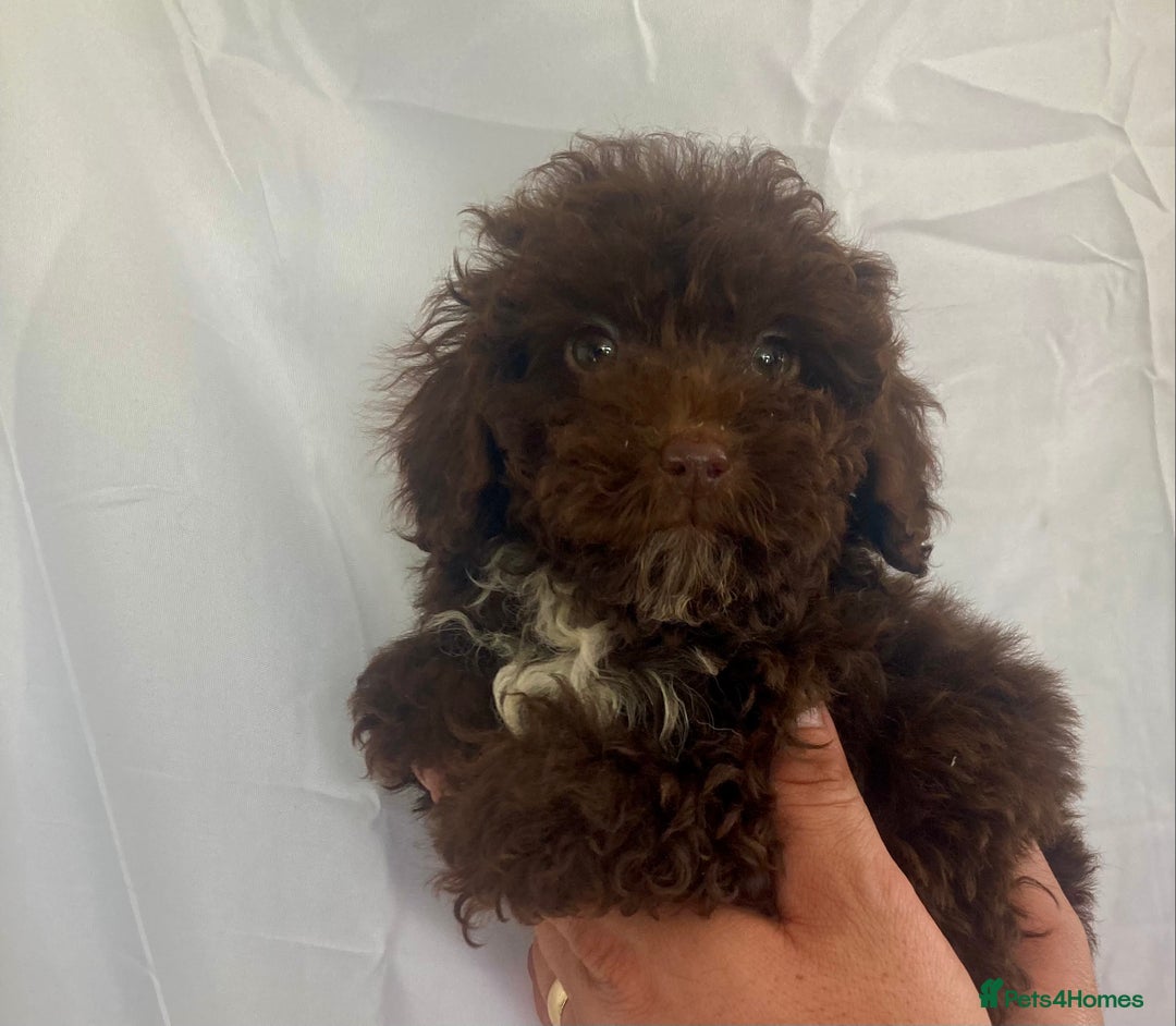Cockapoo dogs for sale: Cockapoo - Image 9