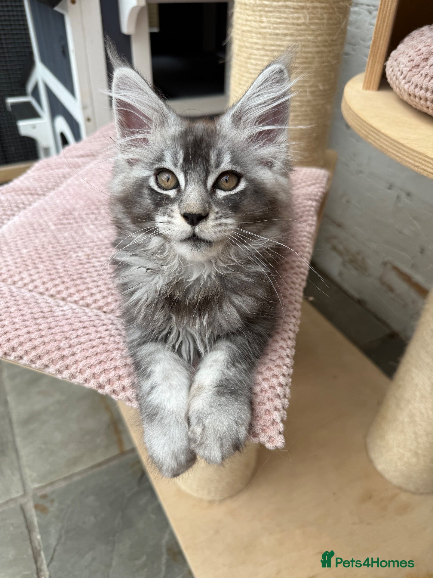 Maine Coon cats TICA pedigree Stunning Maine coon kittens  - Advert 2