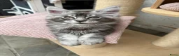 Maine Coon cats for sale: TICA pedigree Stunning Maine coon kittens  - Advert 2