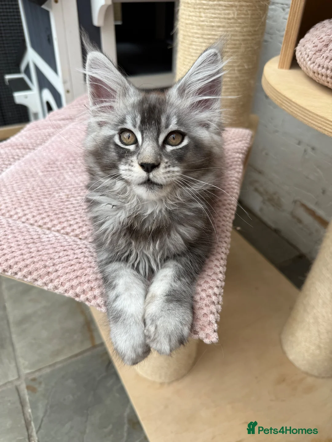 Maine Coon cats for sale: TICA pedigree Stunning Maine coon kittens  - Advert 2