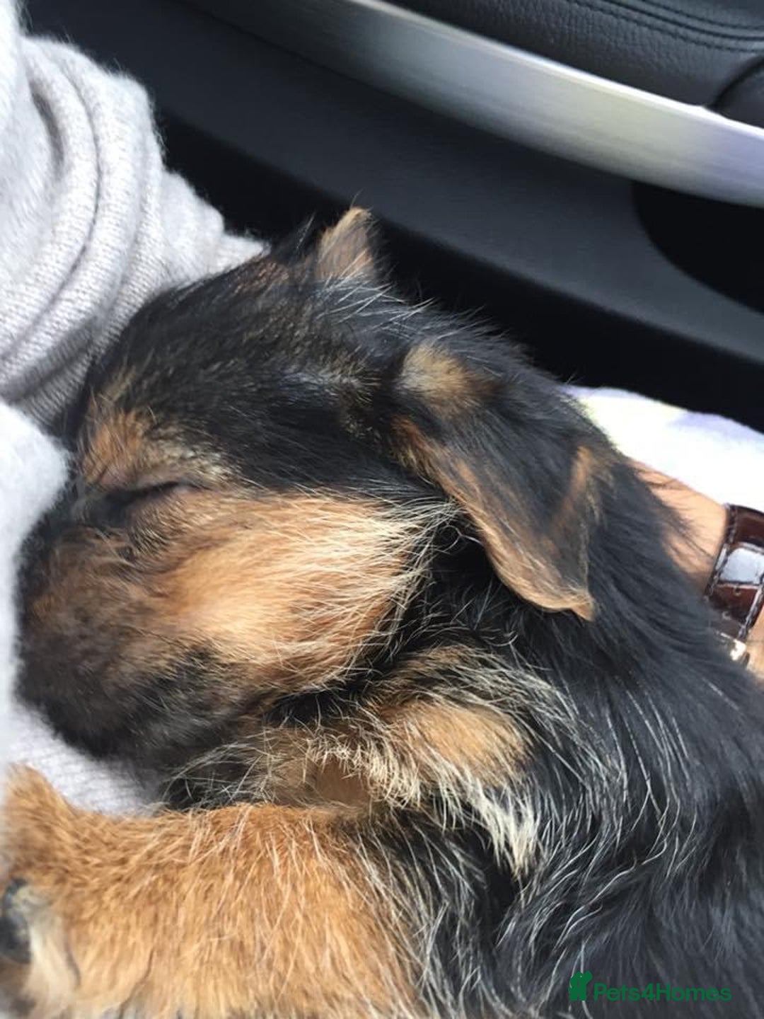 Norfolk Terrier dogs for sale: Silverlily £300 deduction on 1st years insurance! - Advert 21