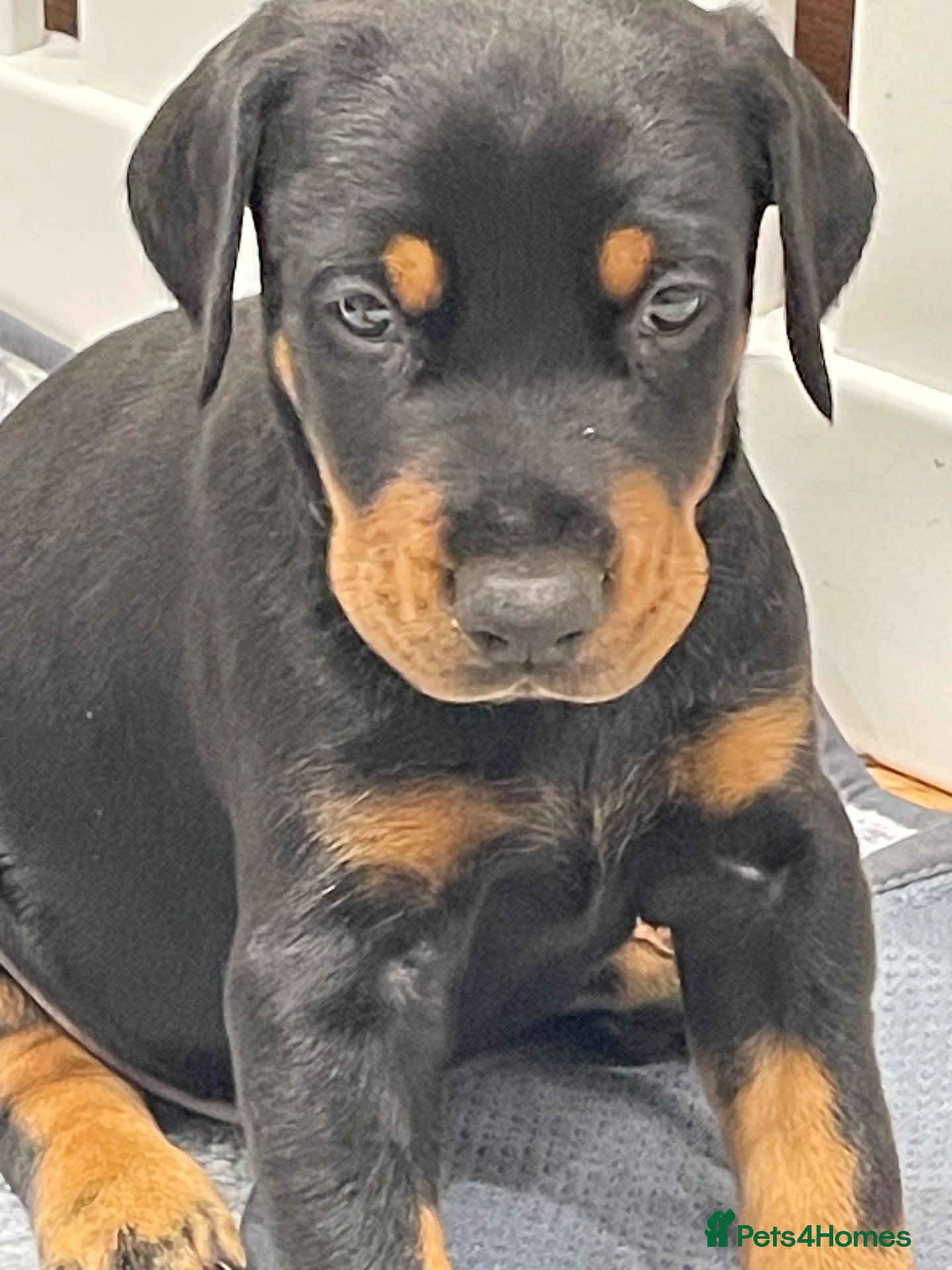 Dobermann dogs KC Reg Doberman - Health tested parents - Advert 2