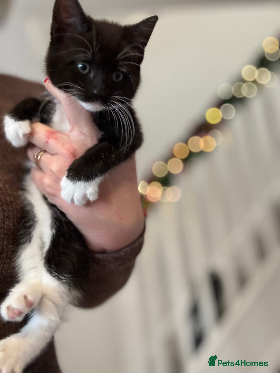 Mixed Breed cats for sale: Ready today  * EVE Beautiful black and white girl  - Advert 3