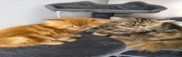 Persian cats for sale: Persian x maincoon x - Advert 1