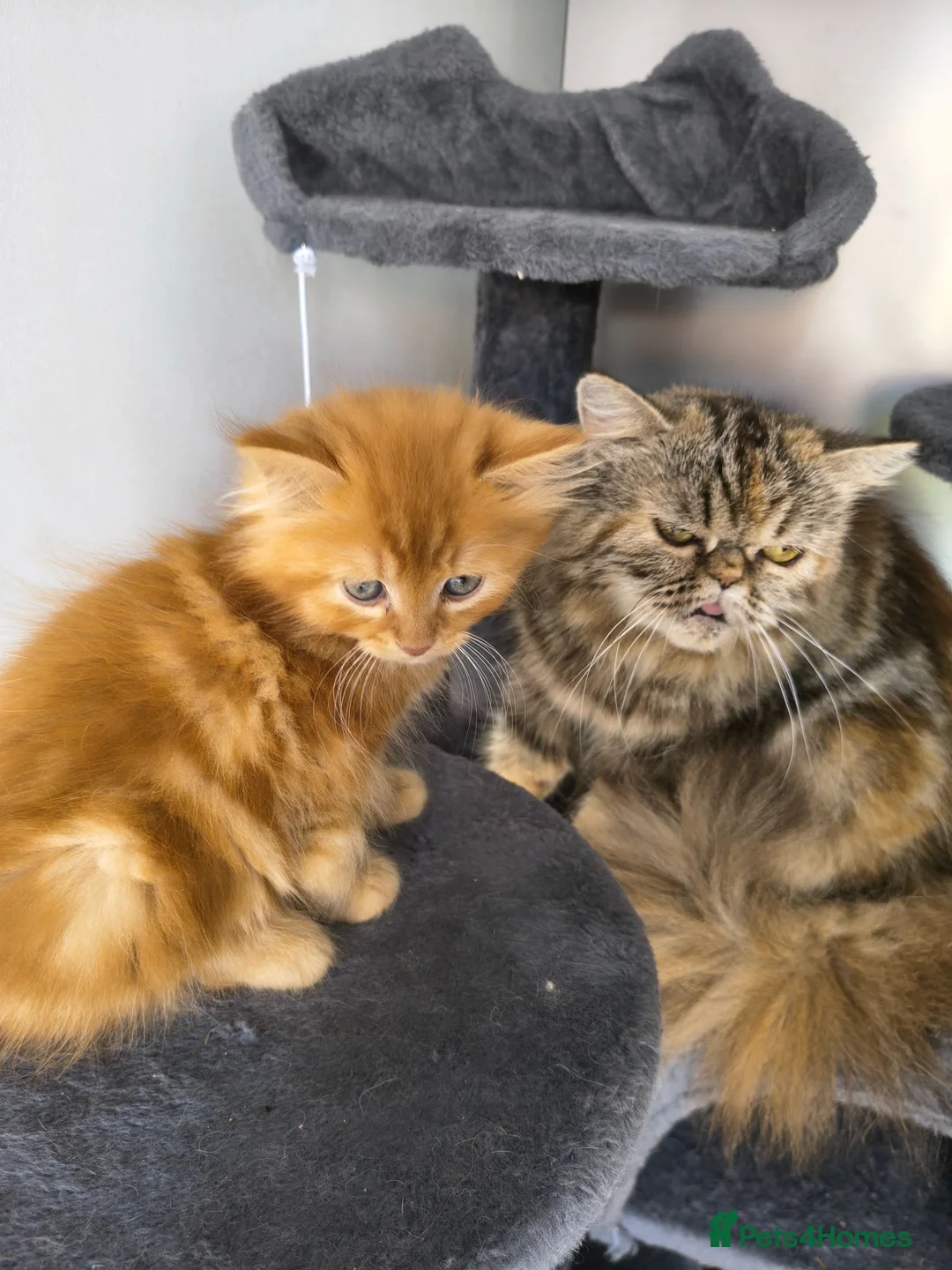 Persian cats for sale: Persian x maincoon x - Advert 1