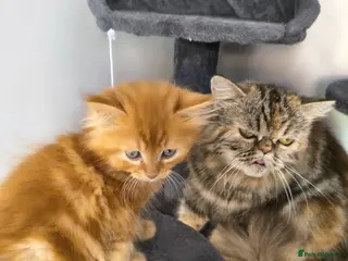 Persian cats Persian x maincoon x - Advert 1