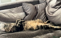 Turkish Angora cats for sale: 2 Turkish angora siblings  - Image 9