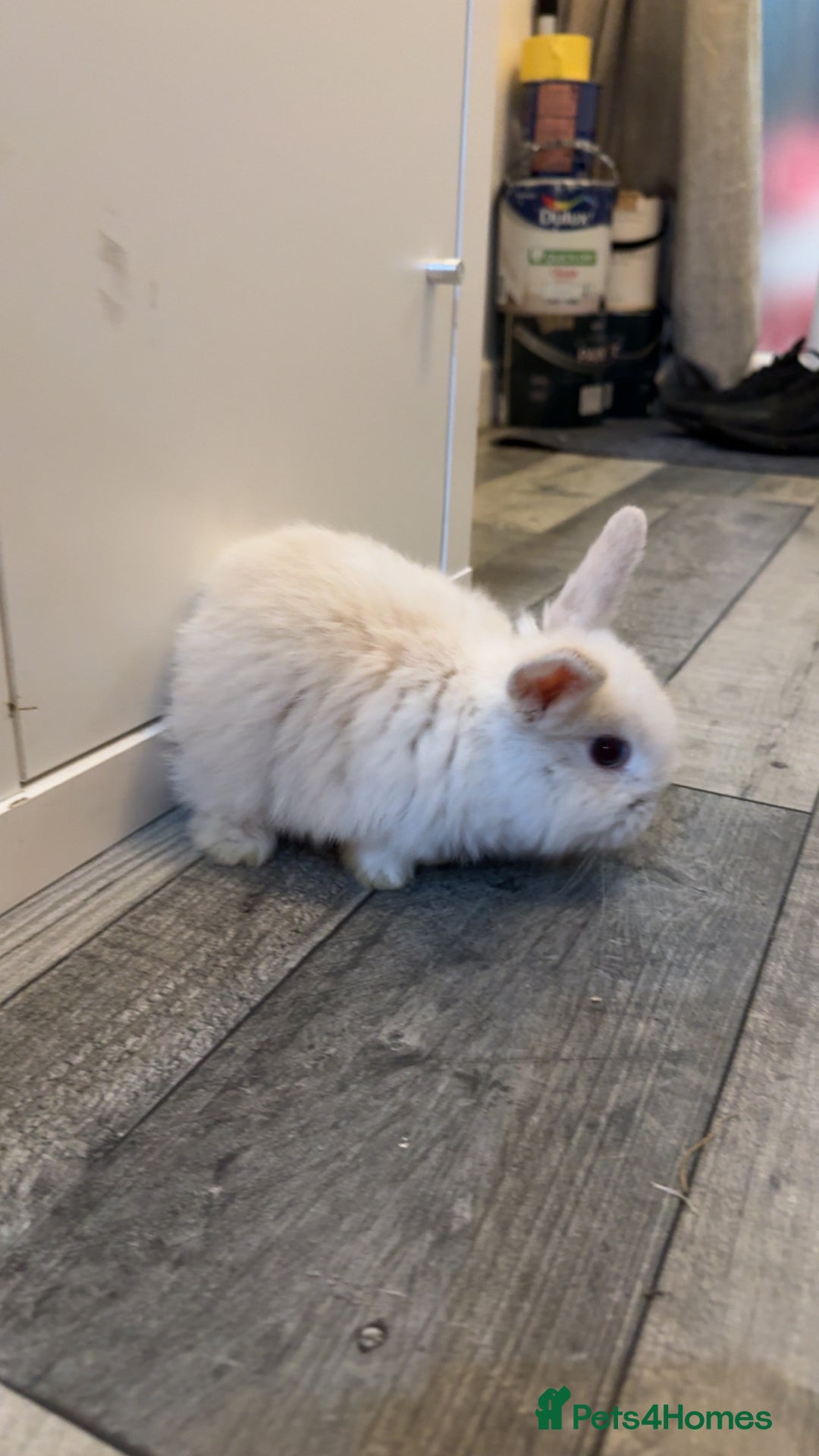Mixed Breed rabbits for sale: Mini lop X lion head bunnies  - Advert 2