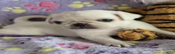 Pug dogs for sale: PUG PUPPIES Kennel Club registered - Advert 7