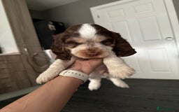 Cocker Spaniel dogs for sale: Chocolate Roan & Tan Cocker Spaniel Girl - Image 19