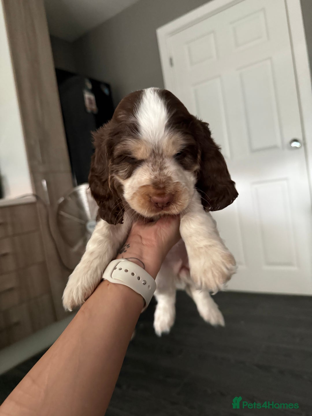 Cocker Spaniel dogs for sale: Chocolate Roan & Tan Cocker Spaniel Girl - Image 19