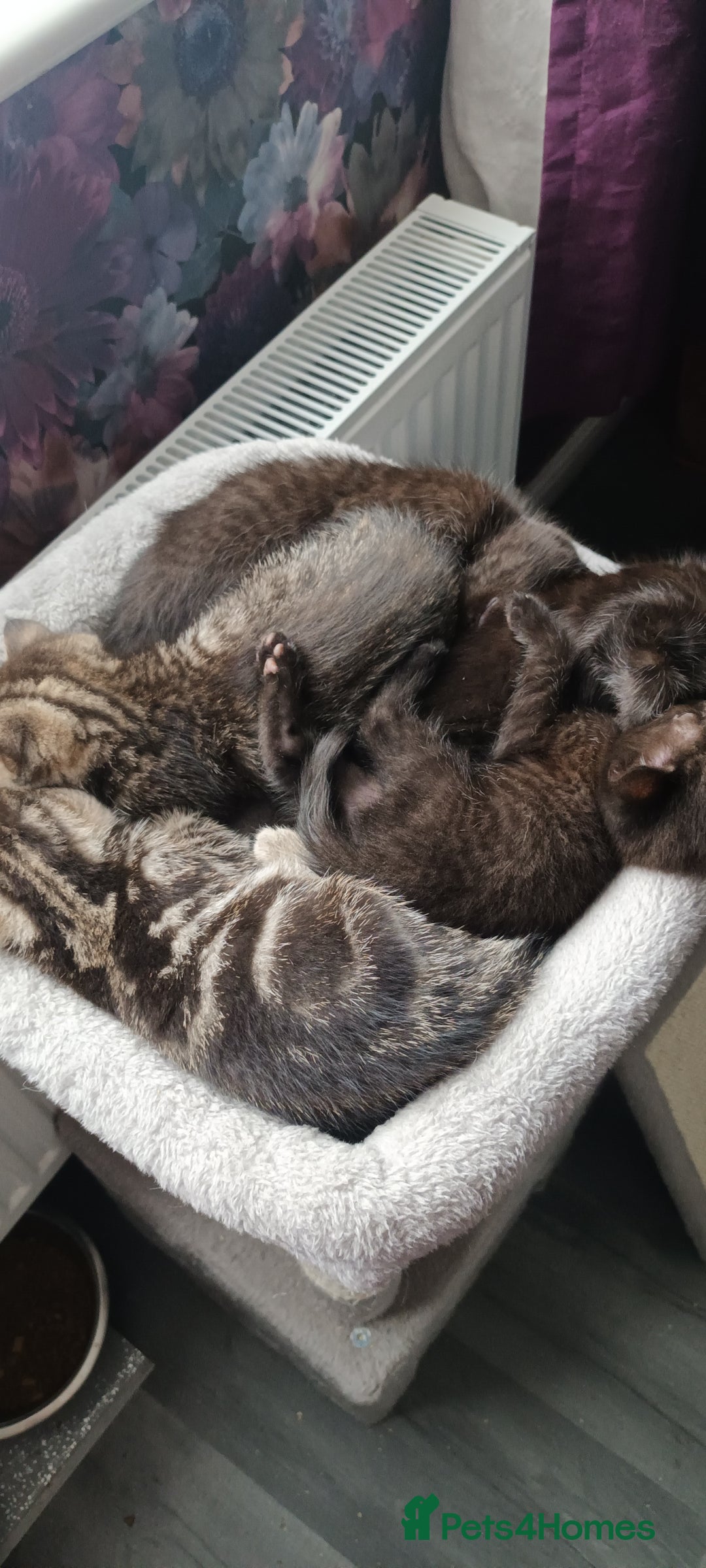 British Shorthair cats for sale: British shorthair/black ghost tabbys - Image 9