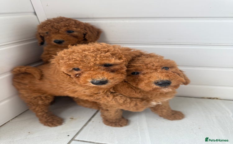 Miniature Poodle dogs - Advert 2