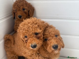 Miniature Poodle dogs - Advert 2