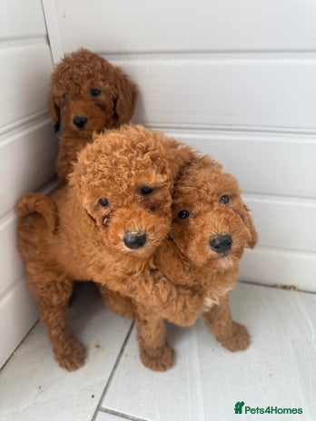 Miniature Poodle dogs - Advert 1