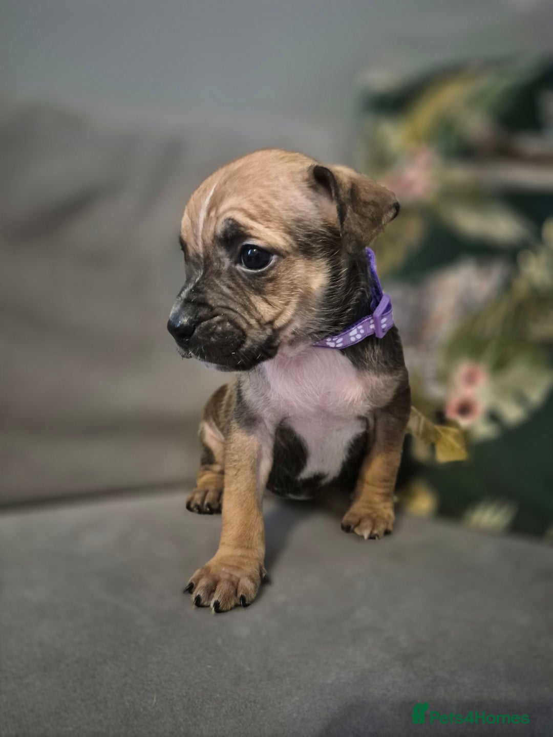 Mixed Breed dogs for sale: Mum-STAFF DAD-CANECORSO - Advert 18