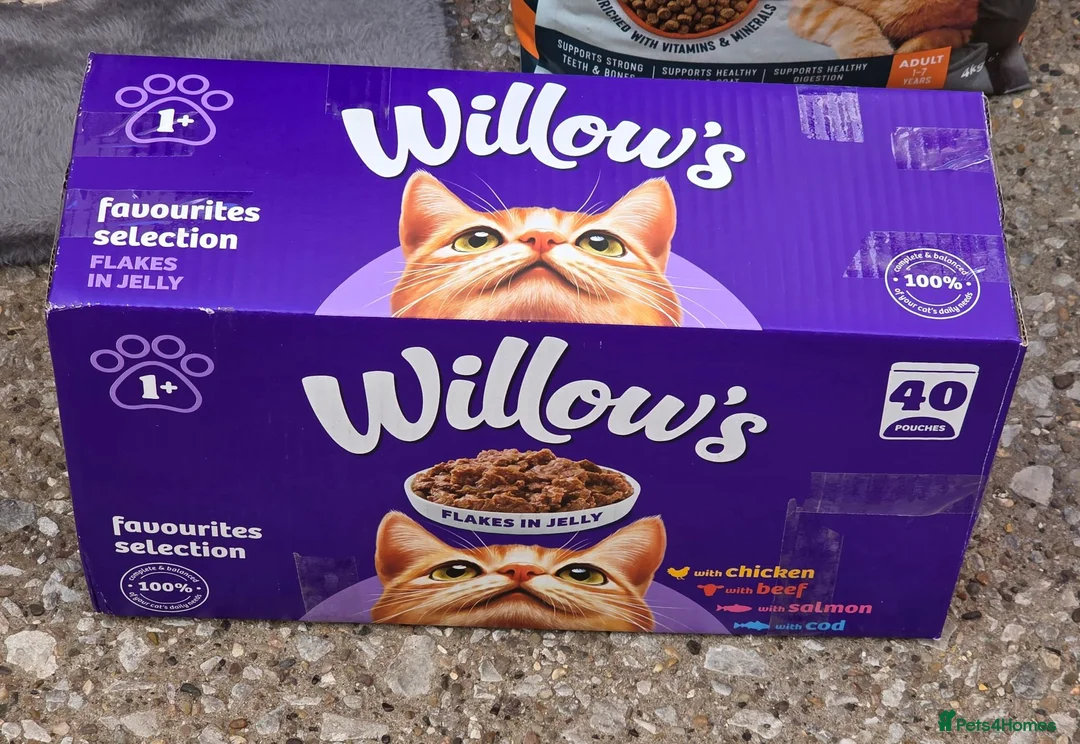 Mixed Breed cats for sale: Job lot of cat accessories  - Advert 15