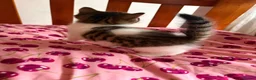 Domestic Shorthair cats for sale: 2 beautiful male kittens  - Advert 5