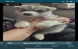 Siberian Husky dogs for sale: Siberian huskys - Image 8