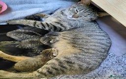 Maine Coon cats for sale: Kittens for sale half main coon - Image 5