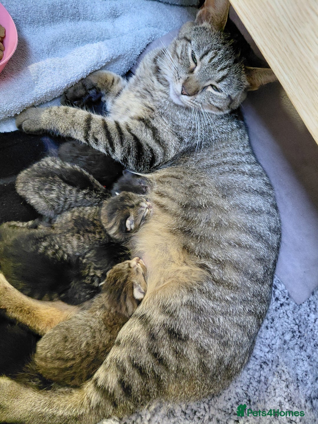 Maine Coon cats for sale: Kittens for sale half main coon - Image 5
