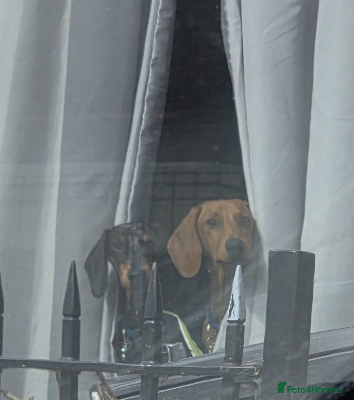 Dachshund dogs 2 male Dachshunds - Advert 1