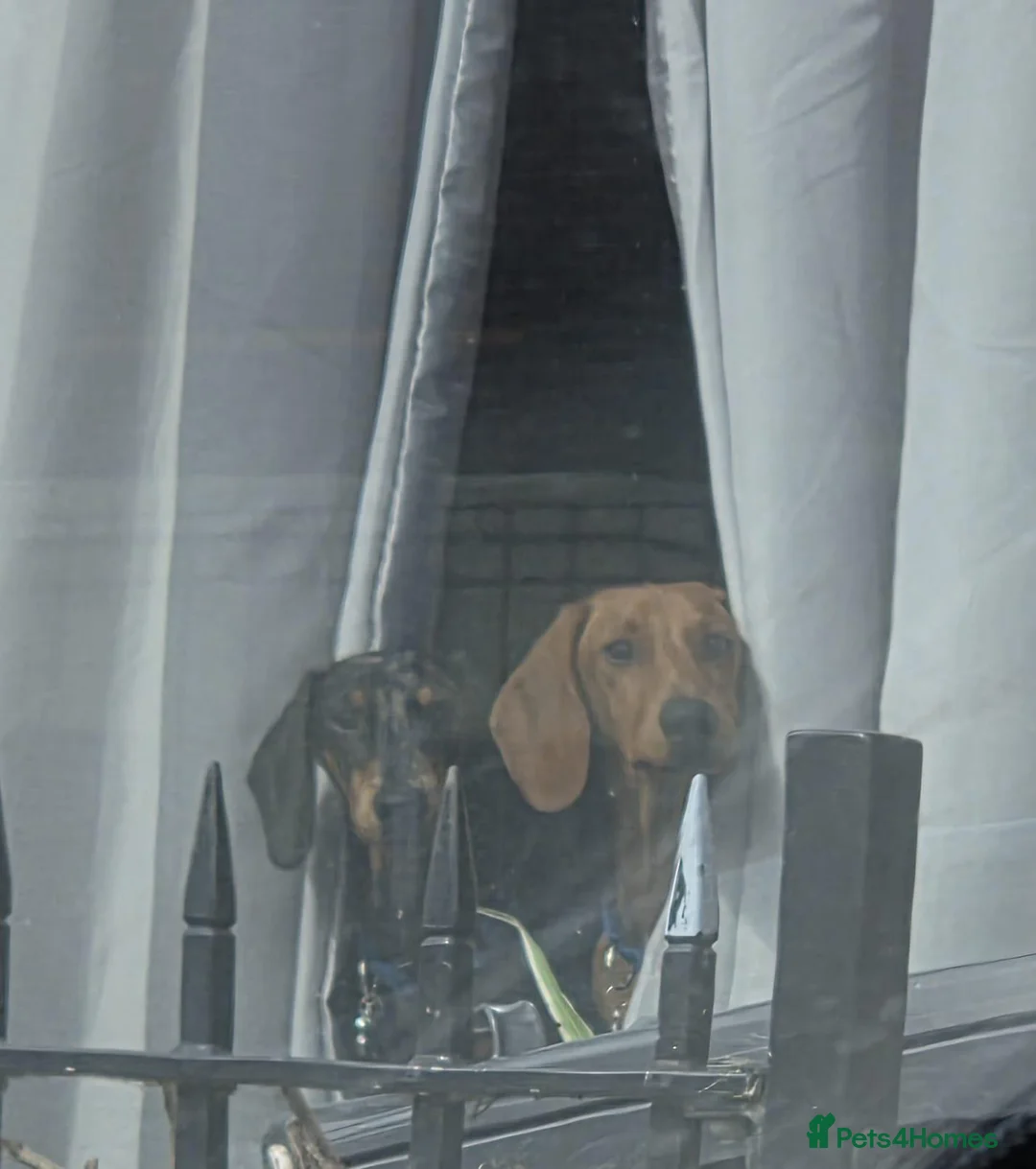 Dachshund dogs for sale: 2 male Dachshunds in Derby - Advert 1