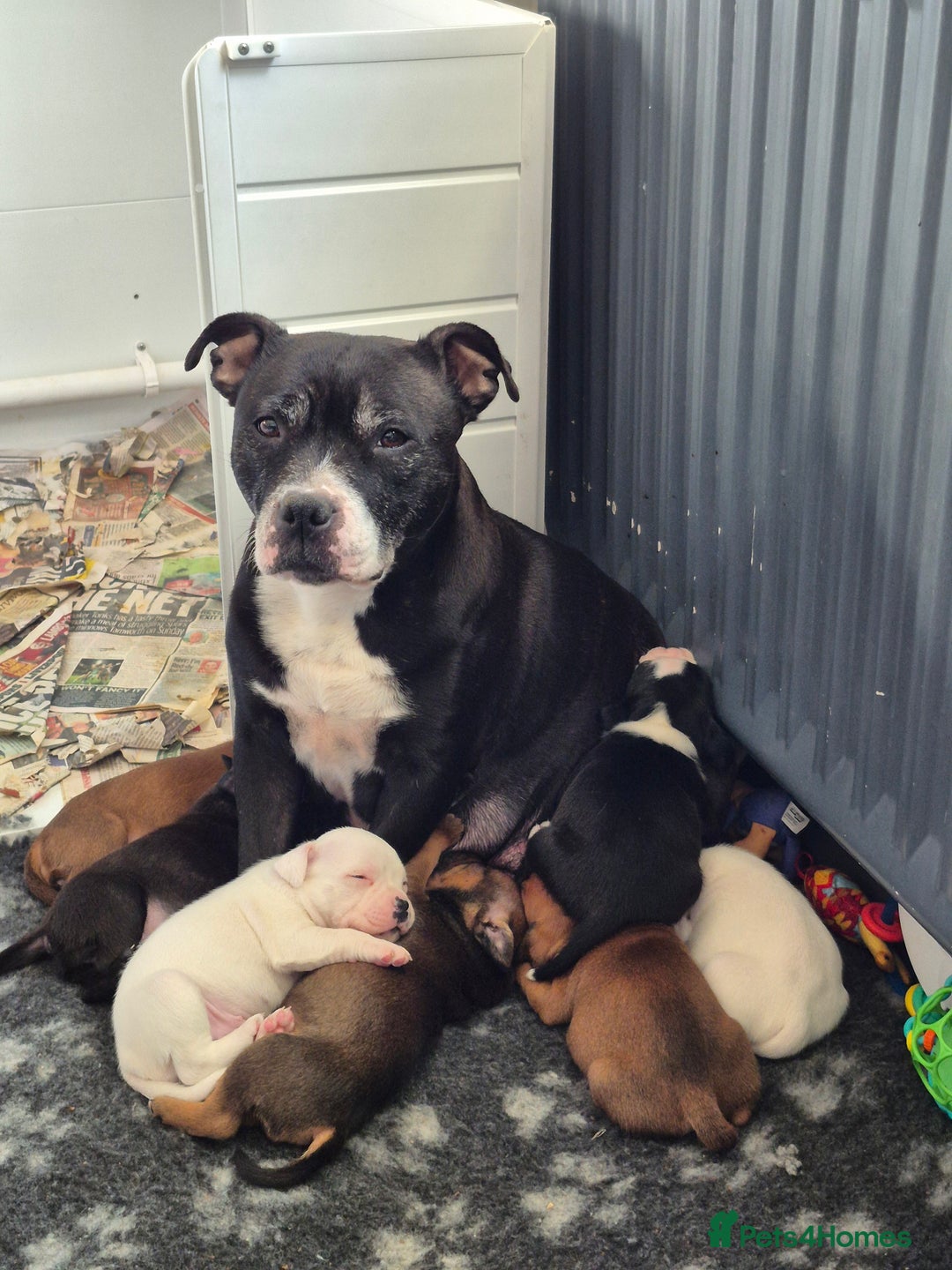 Staffordshire Bull Terrier dogs for sale: DNA HEALTH TESTED STAFFIE PUPPIES, BAER HEARING  - Advert 1