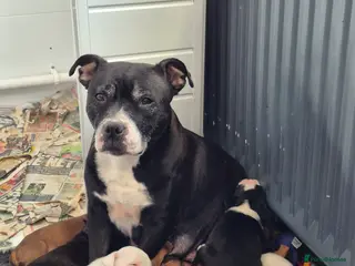 Staffordshire Bull Terrier dogs DNA HEALTH TESTED STAFFIE, BAER HEARING 2 left - Advert 18