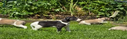 Mixed Breed dogs for sale: Whippet cross whippet lurcher - Advert 10
