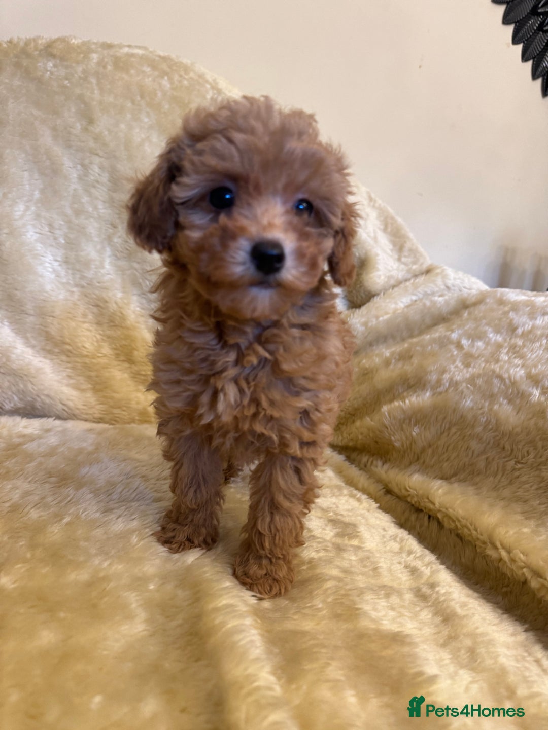 Toy Poodle dogs for sale: adorable toy poodle pups health tested  - Advert 11