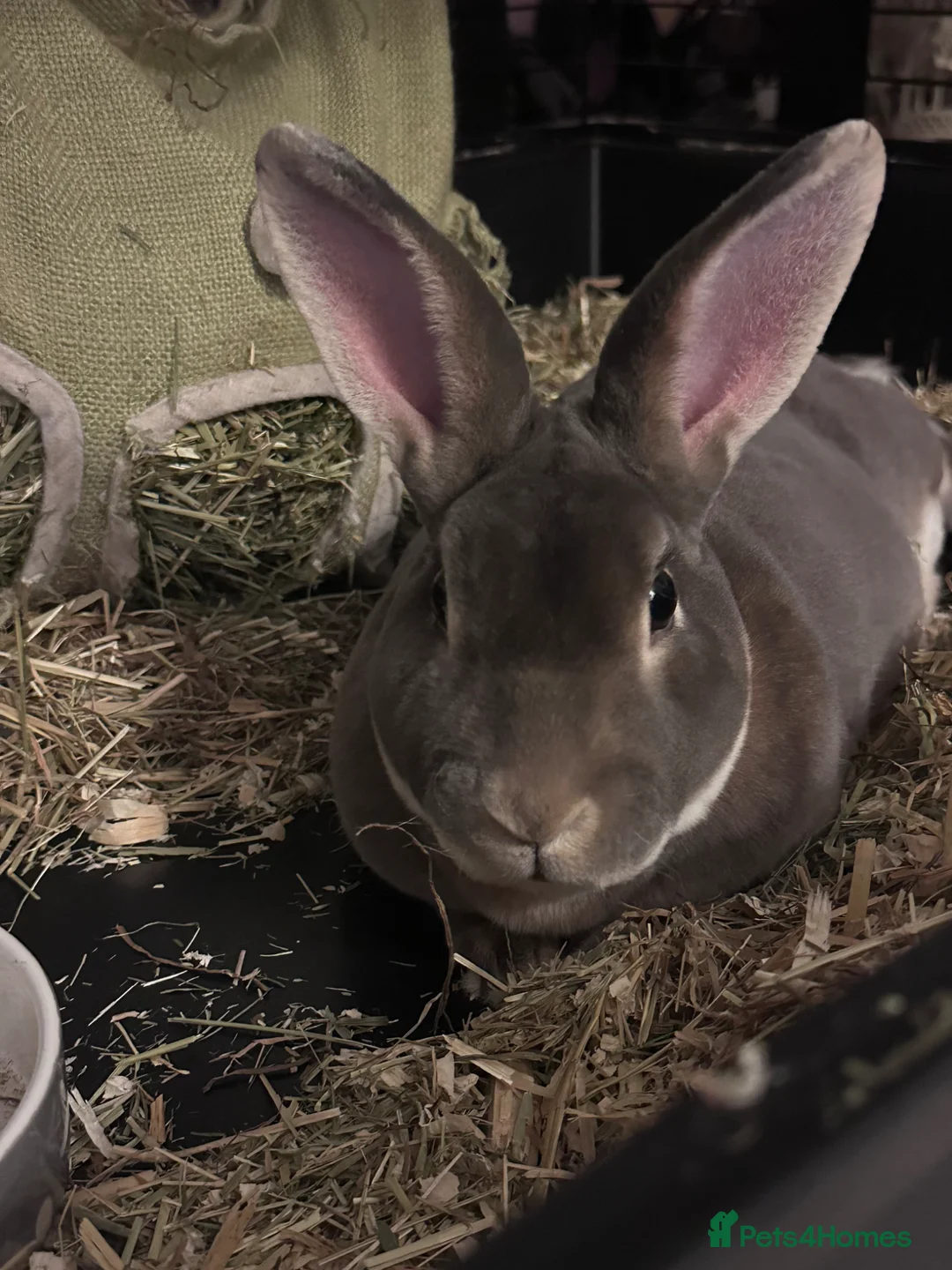 Rex rabbits for sale: Blue Mini Rex rabbit (Bonney)  in Lymington - Advert 1