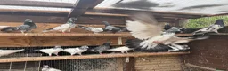 Pigeons birds for sale: Pakistani high flyers for sale  - Advert 6