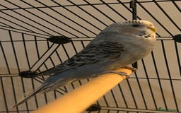 Budgerigars birds for sale: Stunning pair of budgies with cage. - Advert 3