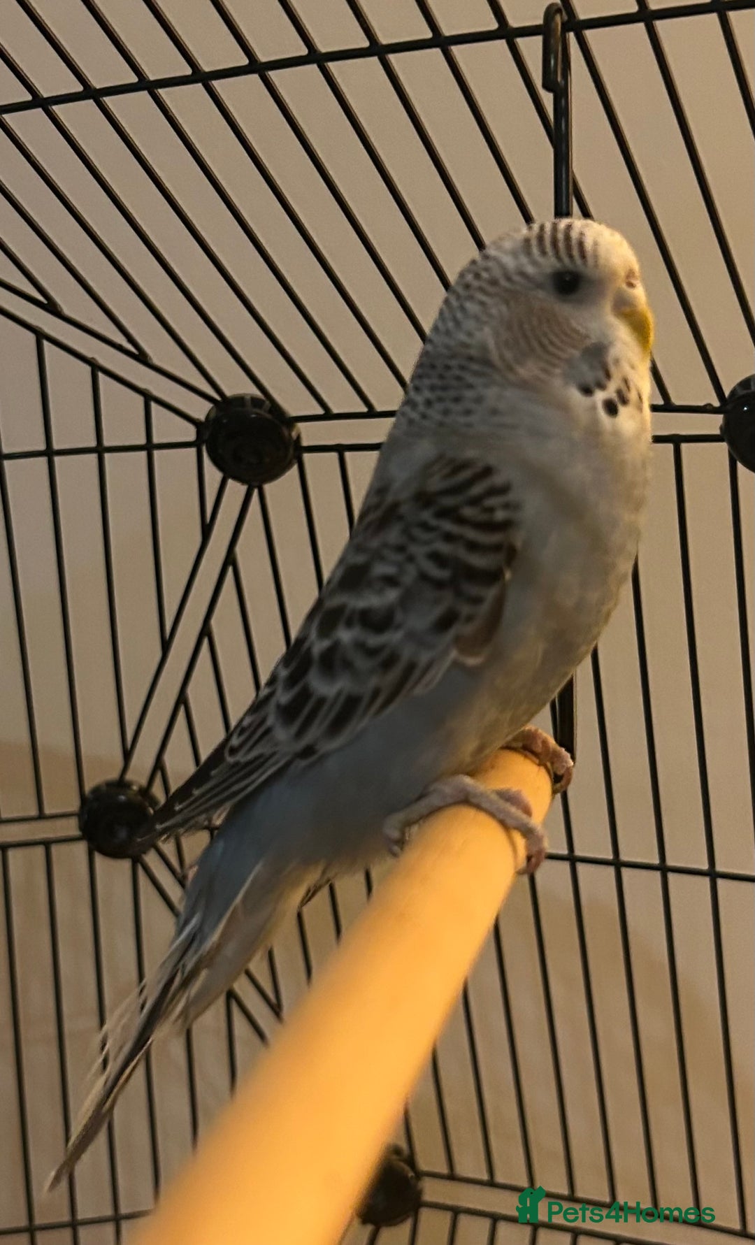 Budgerigars birds for sale: Stunning pair of budgies with cage. - Advert 3
