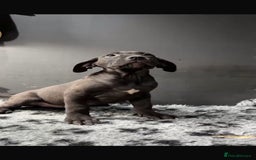 Presa Canario dogs for sale: Black presa Canario puppies - Image 4