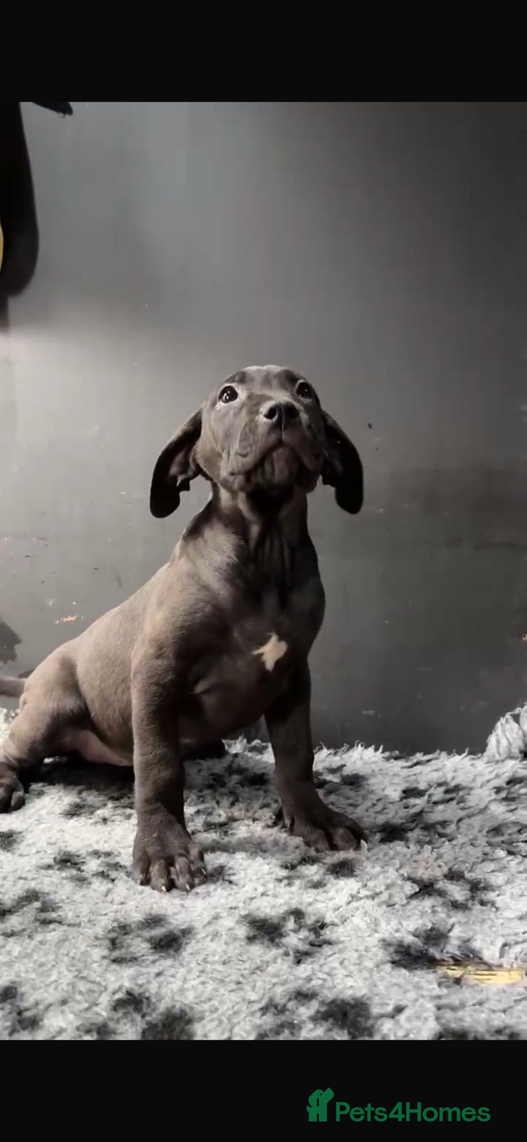 Presa Canario dogs for sale: Black presa Canario puppies - Image 4