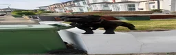Staffordshire Bull Terrier dogs for sale: 🥇 A true litter of champions 🥇 in Rochester - Advert 12