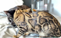 Bengal cats for sale: Looking for the best homes for our retired Bengals - Image 19